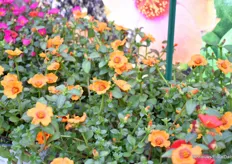 Portulaca shiny peach is een nieuwe kleur. Nieuwe typologie van Portulaca. Opgaande groeiwijze. Vol met bloemen, zoals alle soorten in deze series. Het is een unieke kleur op de markt. De naam Shiny omdat je in direct zonlicht een glimmend effect in de bloem ziet.